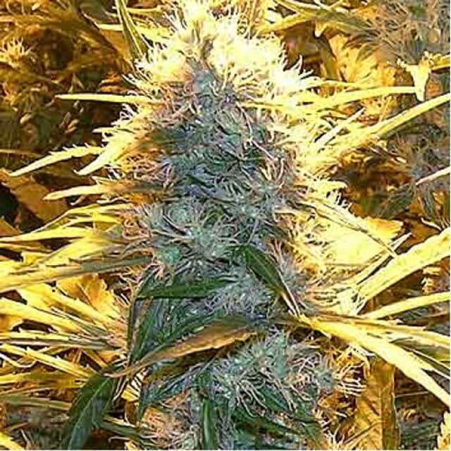 Buy Spliff Seeds Lemon Cream Kush FEM