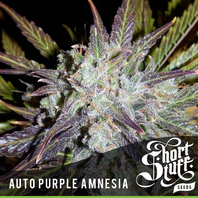 Buy Original Sensible Seeds  Auto Purple Amnesia FEM