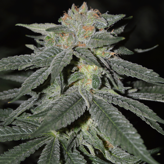 Buy Cream of the Crop Seeds Lemon Venom FEM