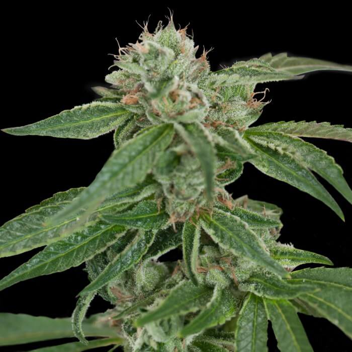 Buy DNA Genetics Seeds Crockett's Confidential REG