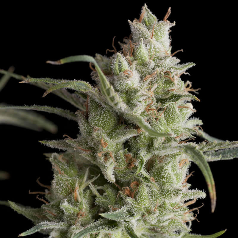 Buy Pyramid Seeds Super OG Kush FEM