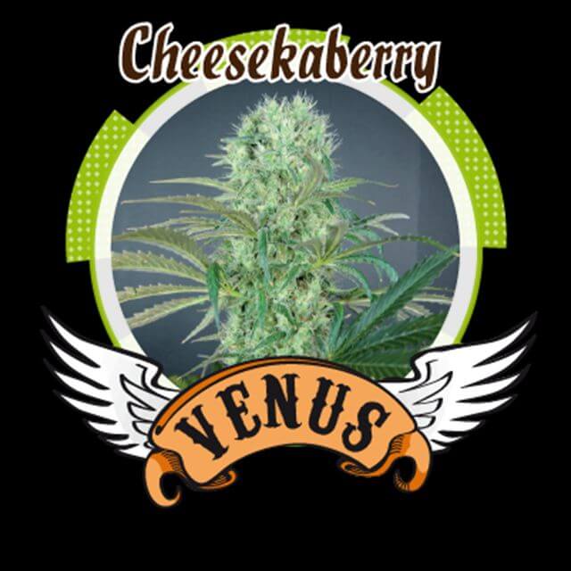 Buy Venus Genetics Seeds Cheesekaberry FEM