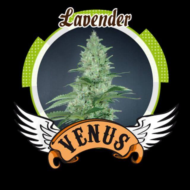 Buy Venus Genetics Seeds Lavender FEM