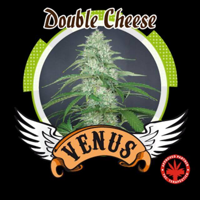 Buy Venus Genetics Seeds Double Cheese FEM