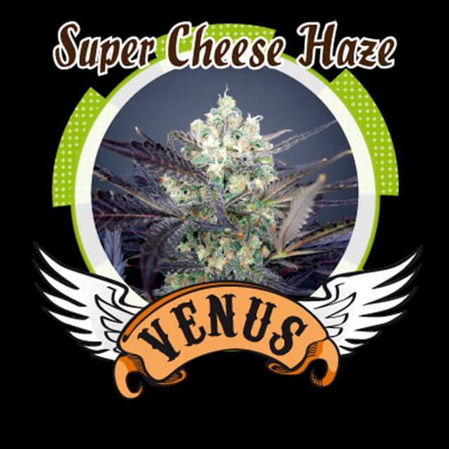 Buy Venus Genetics Seeds Super Cheese Haze FEM