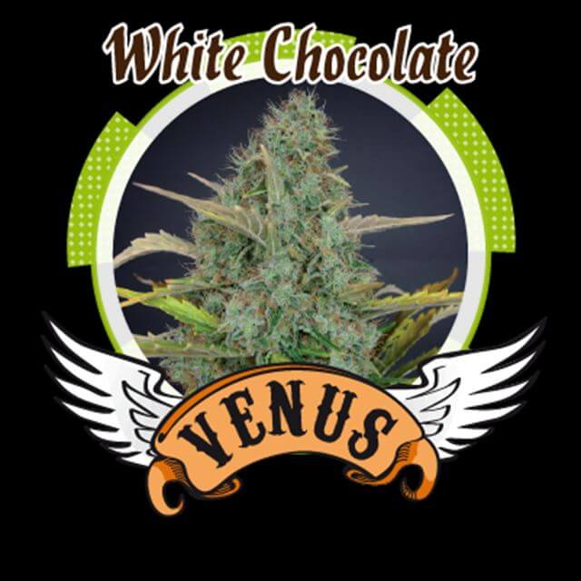 Buy Venus Genetics Seeds White Chocolate FEM