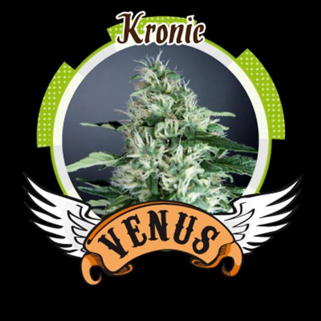 Buy Venus Genetics Seeds Kronic FEM