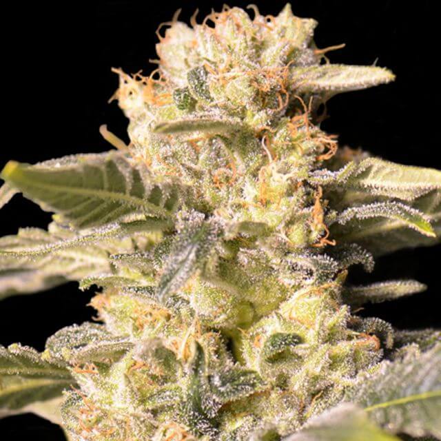 Buy Eva Female Seeds TNT Kush CBD FEM