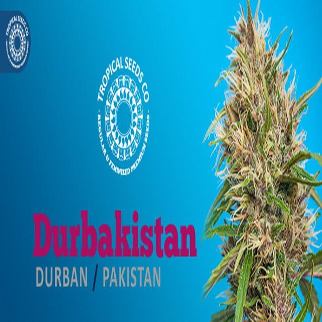 Buy Original Sensible Seeds  Durbakistan FEM