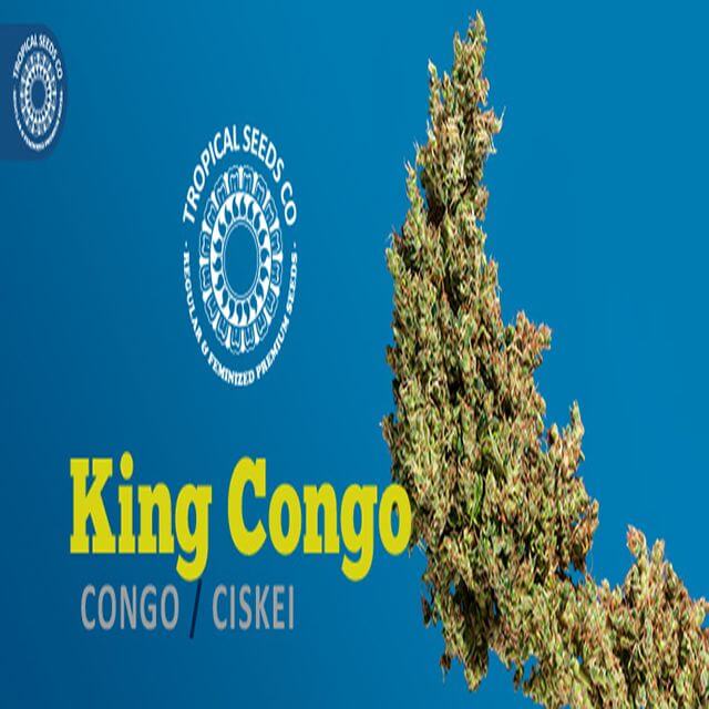 Buy Original Sensible Seeds  King Congo REG