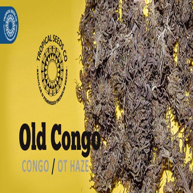 Buy Original Sensible Seeds  Old Congo REG