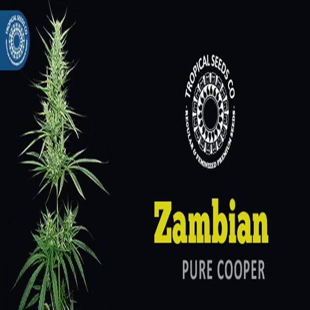 Buy Original Sensible Seeds  Zambian REG