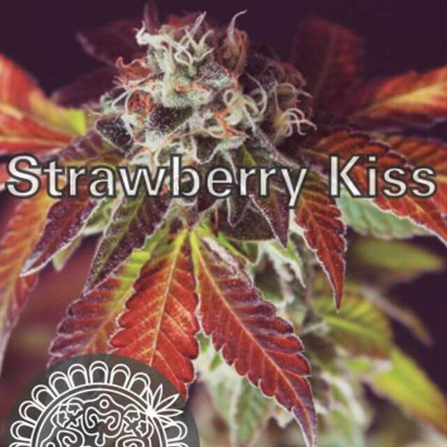 Buy Original Sensible Seeds  Strawberry Kiss FEM