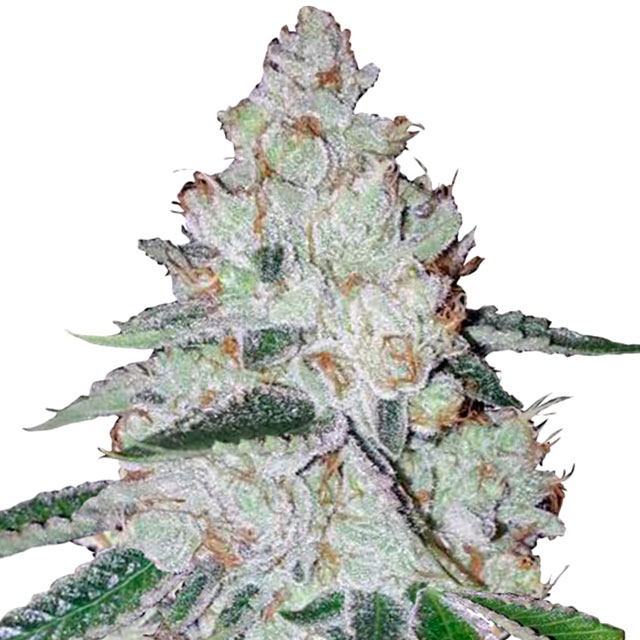 Buy Fast Buds Seeds West Coast OG Auto FEM