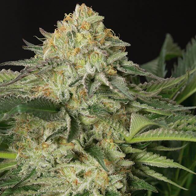 Buy Humboldt Seed Organization Lemon Garlic OG FEM