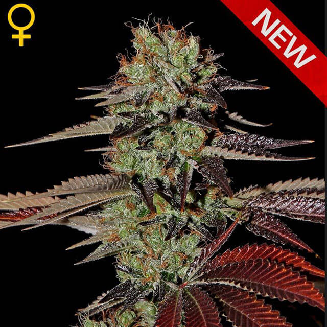 Buy Green House Seeds Kings Kush Auto FEM