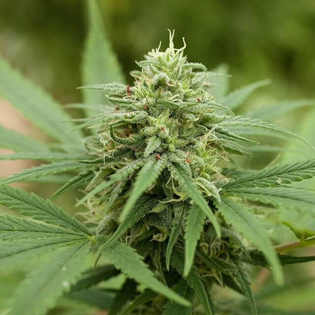 Buy G13 Labs Seeds Pineapple Express #2 FEM