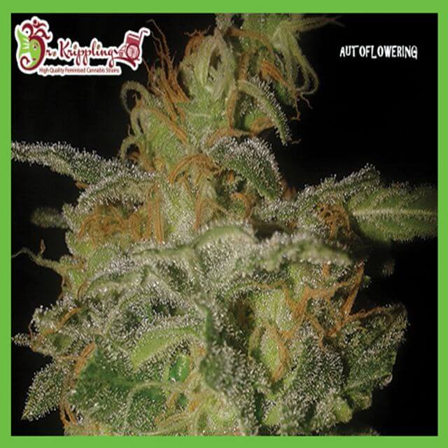 Buy Dr Krippling Seeds Incredible Bulk Auto FEM