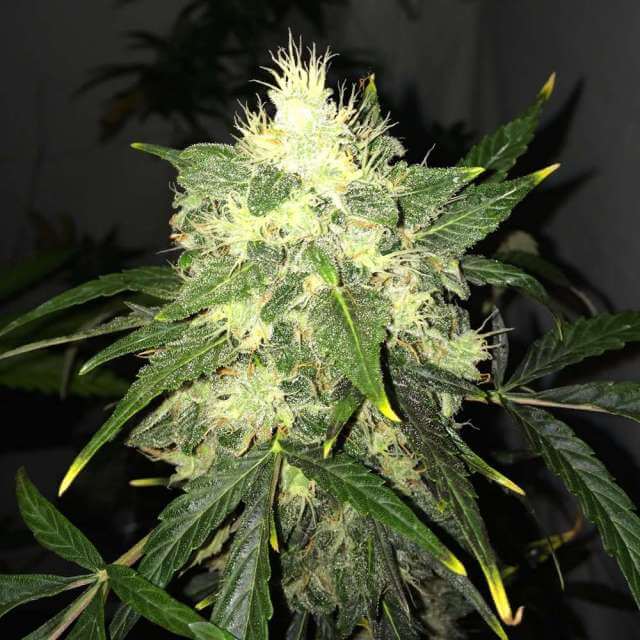 Buy Nirvana Seeds OG Kush Auto FEM