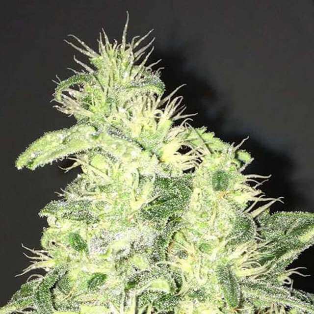 Buy Nirvana Seeds Supreme CBD Kush FEM