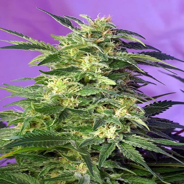 Buy Sweet Seeds Killer Kush Auto FEM