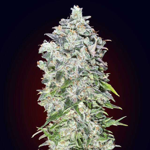 Buy 00 Seeds Auto 00 Kush FEM