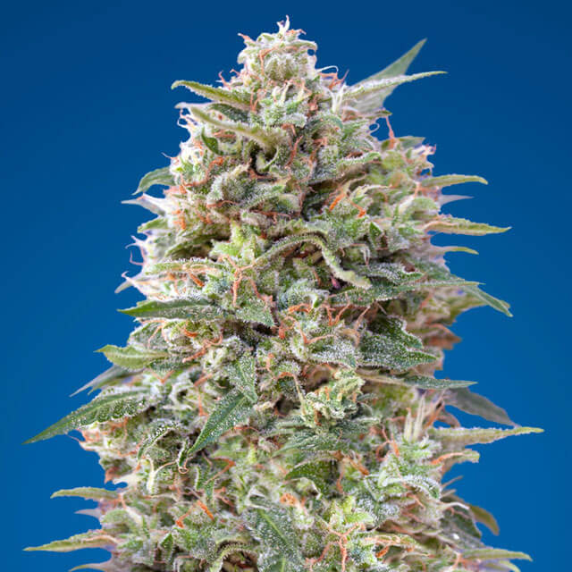 Buy 00 Seeds California Kush