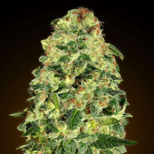 Buy 00 Seeds Auto California Kush FEM