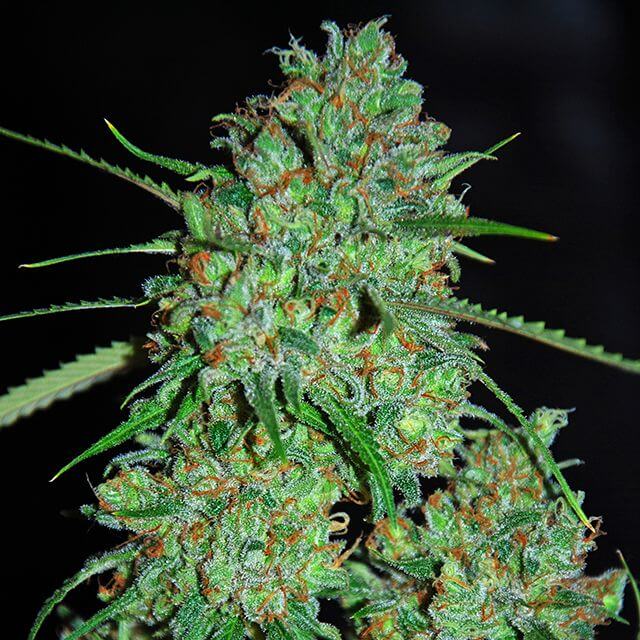Buy G13 Labs Seeds White Critical FEM