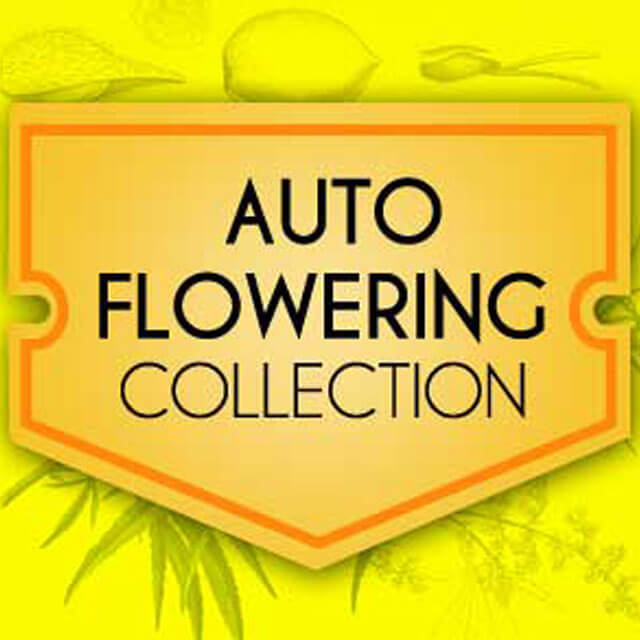 Buy World of Seeds Auto Collection