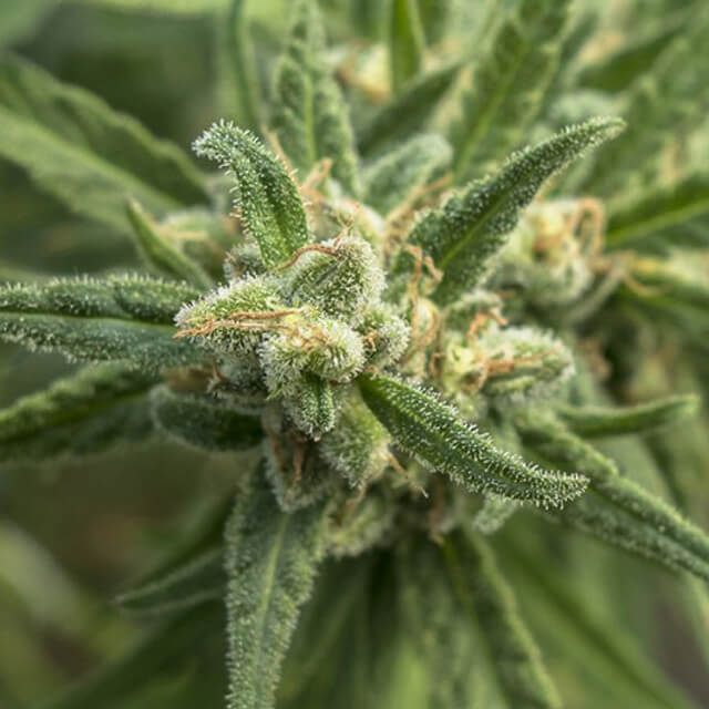 Buy Original Sensible Seeds  Shellshock FEM