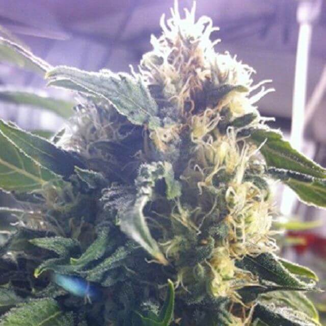 Buy Original Sensible Seeds  Sour White FEM