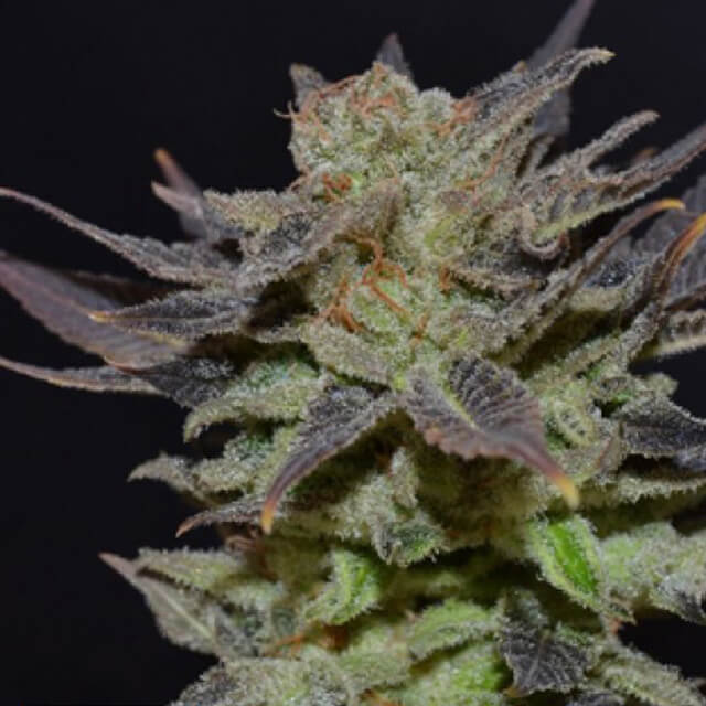 Buy Original Sensible Seeds  Purps FEM