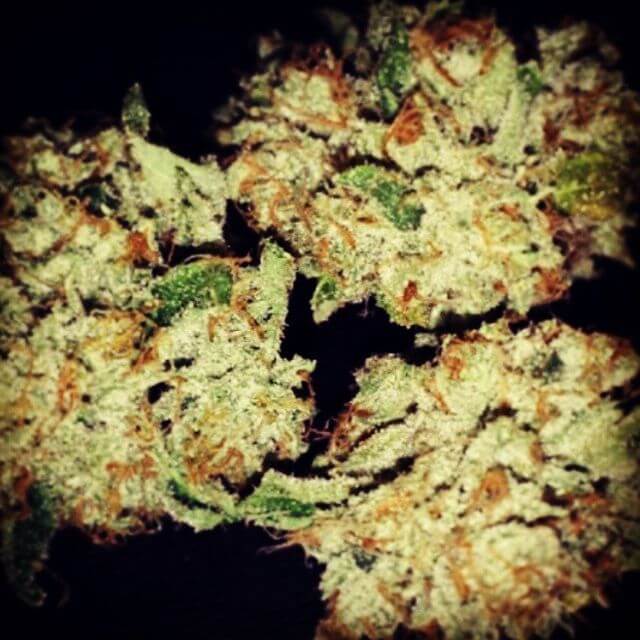 Buy Original Sensible Seeds  710 Mango aka Somango FEM