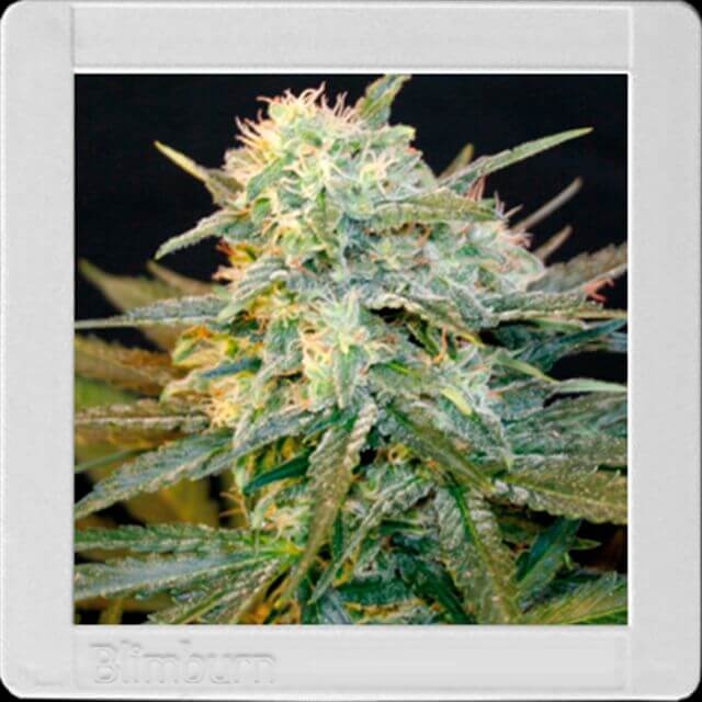 Buy Original Sensible Seeds  Mamba Negra Auto FEM