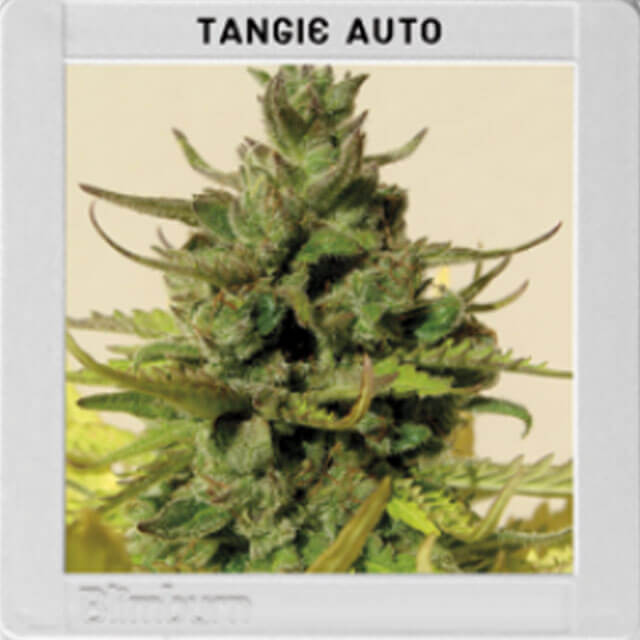 Buy Original Sensible Seeds  Tangie Auto FEM