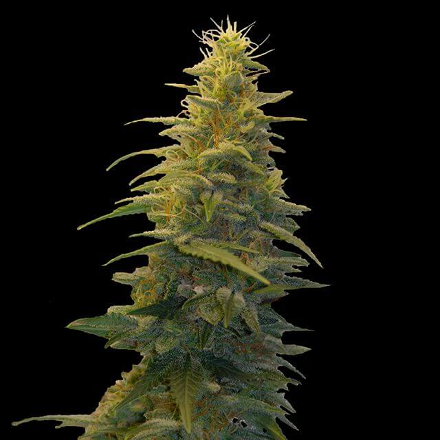 Buy G13 Labs Seeds Blueberry Gum #2