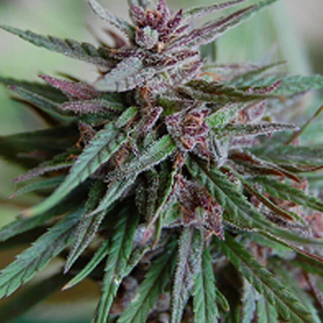 Buy KC Brains Bahia Black Head FEM