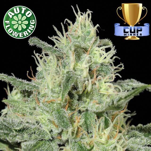 Buy Original Sensible Seeds  Critical Auto FEM