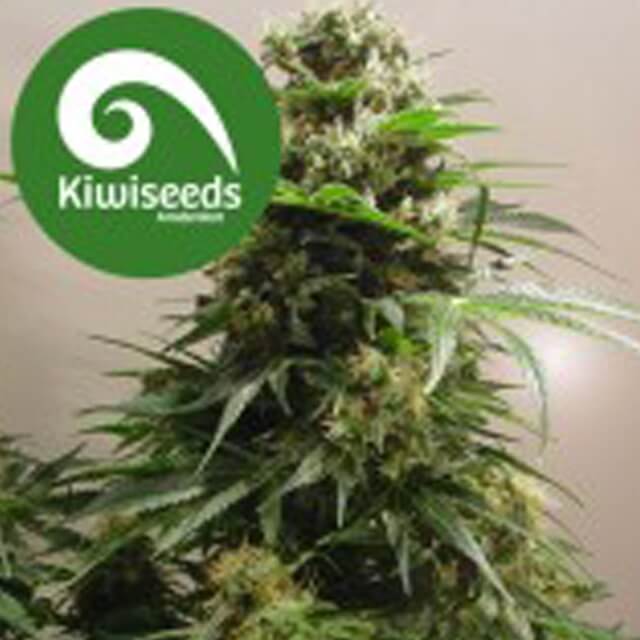 Buy Original Sensible Seeds  Kiwi Skunk REG