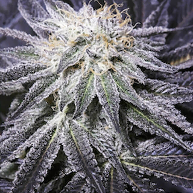 Buy Original Sensible Seeds  Nightmare Cookies REG