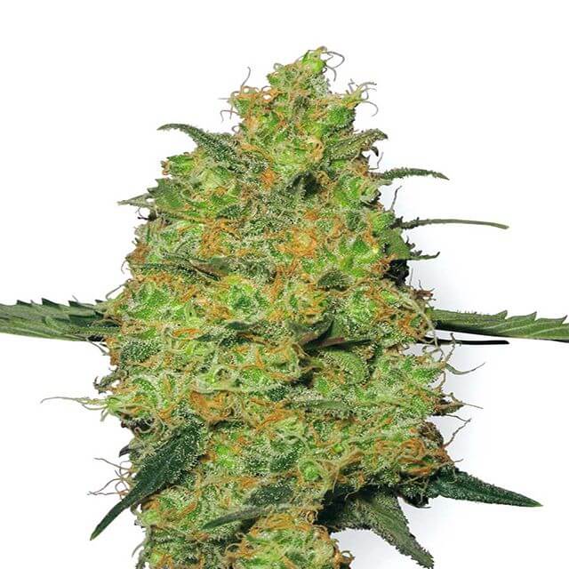 Buy Sensi White Label Seeds Master Kush REG