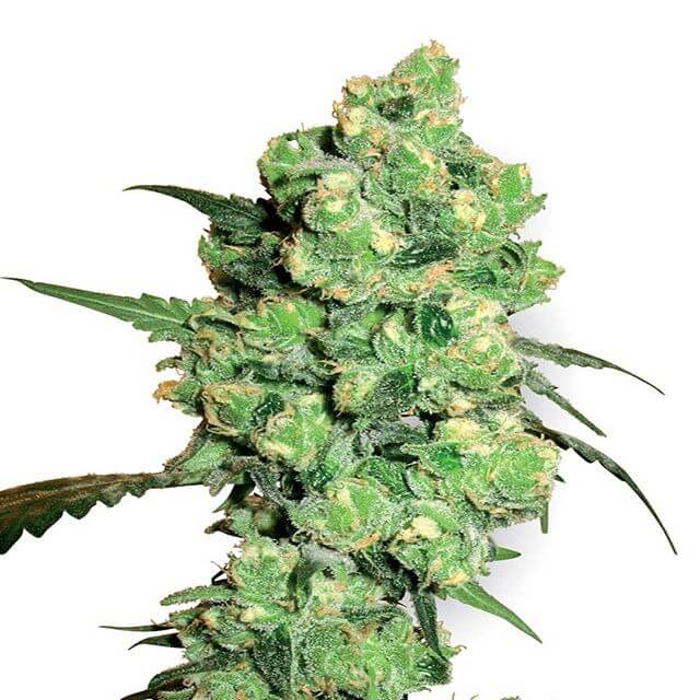 Buy Sensi White Label Seeds Super Skunk REG