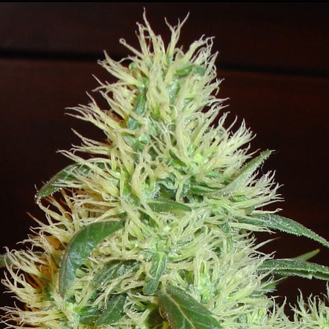 Buy Homegrown Fantaseeds First Lady (White Widow)
