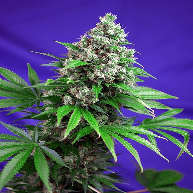 Buy Sweet Seeds Killer Kush F1 Fast FEM