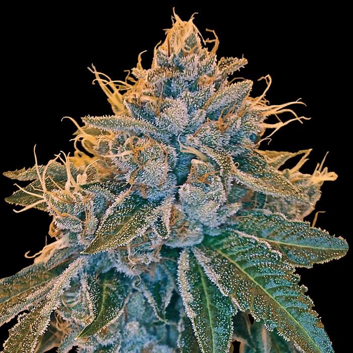 Buy DNA Genetics Seeds Kosher Kush FEM