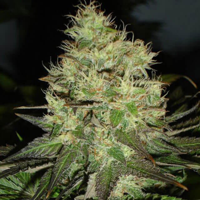 Buy Original Sensible Seeds  Jack Herer FEM