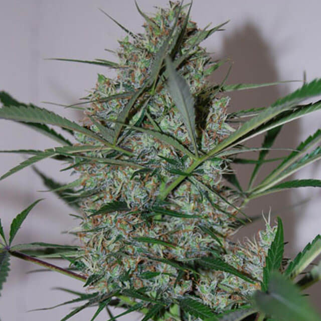 Buy Original Sensible Seeds  Speed Haze FEM