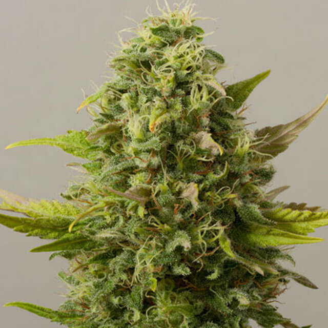 Buy Original Sensible Seeds  Critical Ryder FEM