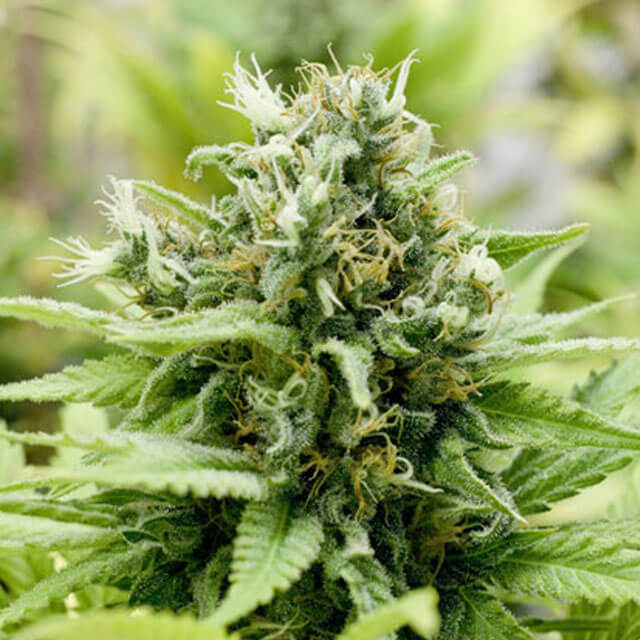 Buy Original Sensible Seeds  Jack-Matic FEM